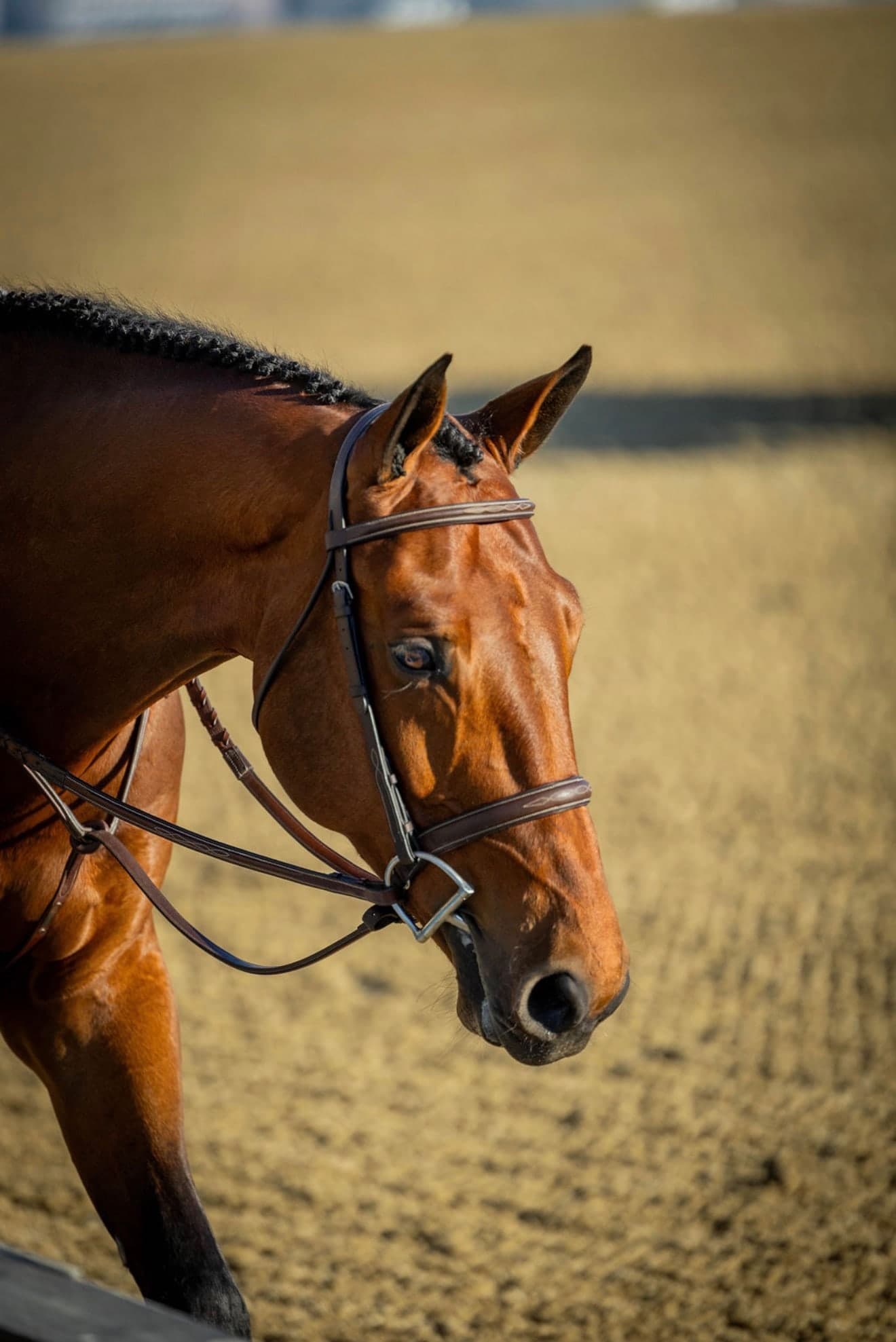 A quiet close-up of a bridled bay horse