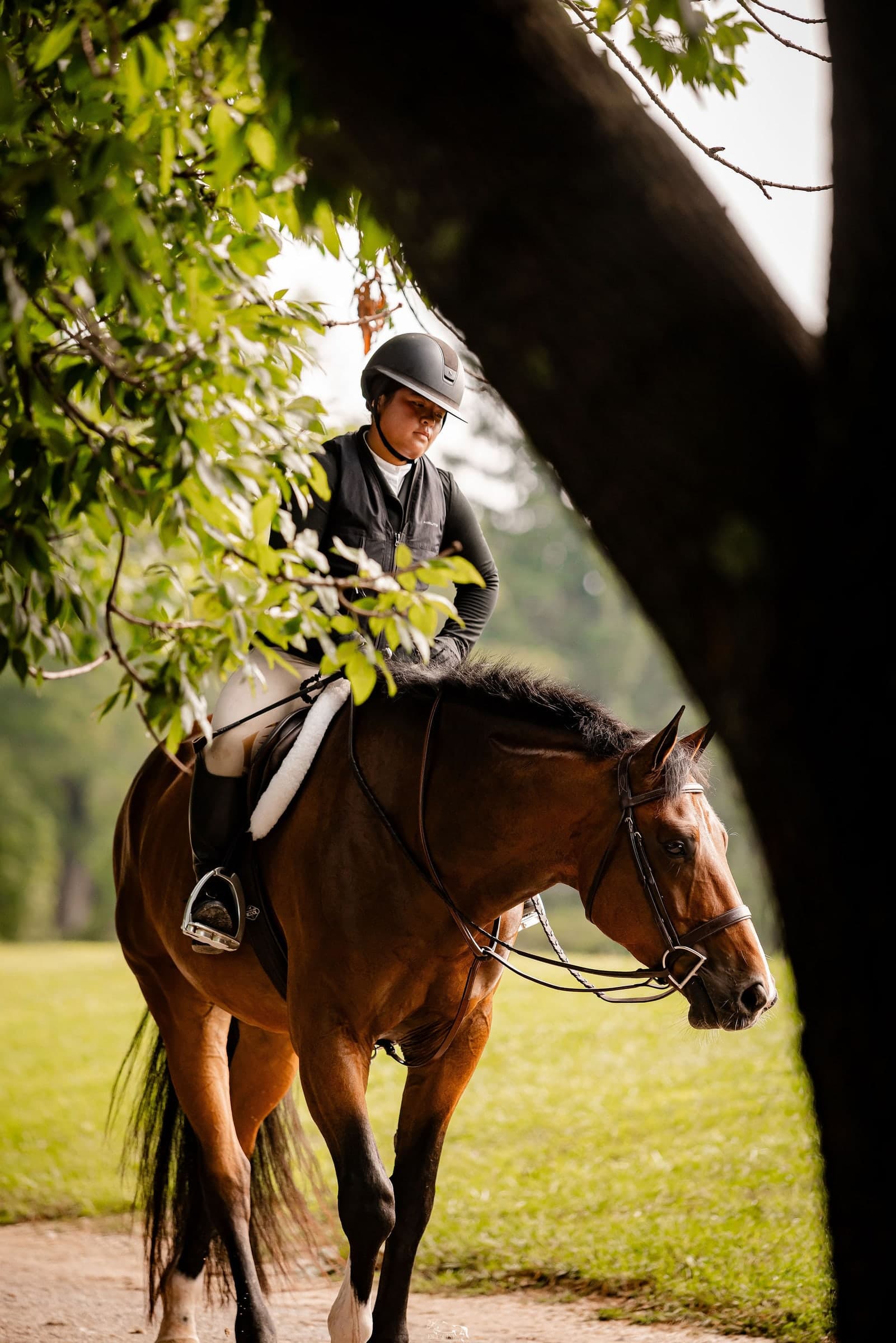 A horse and rider beneath sunlit trees
