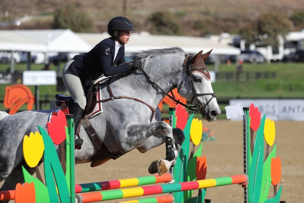 Cato jumping a tulip-decorated oxer at a show