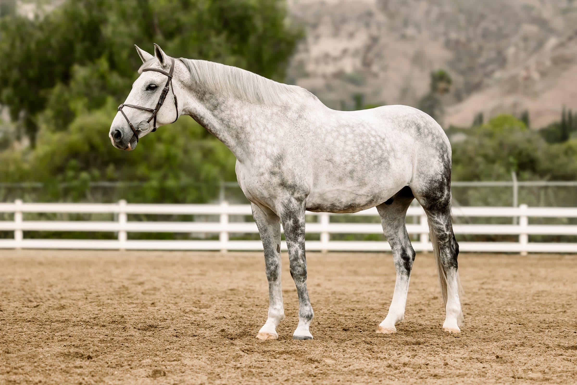 Cato, a dapple grey horse, standing square in a sand arena