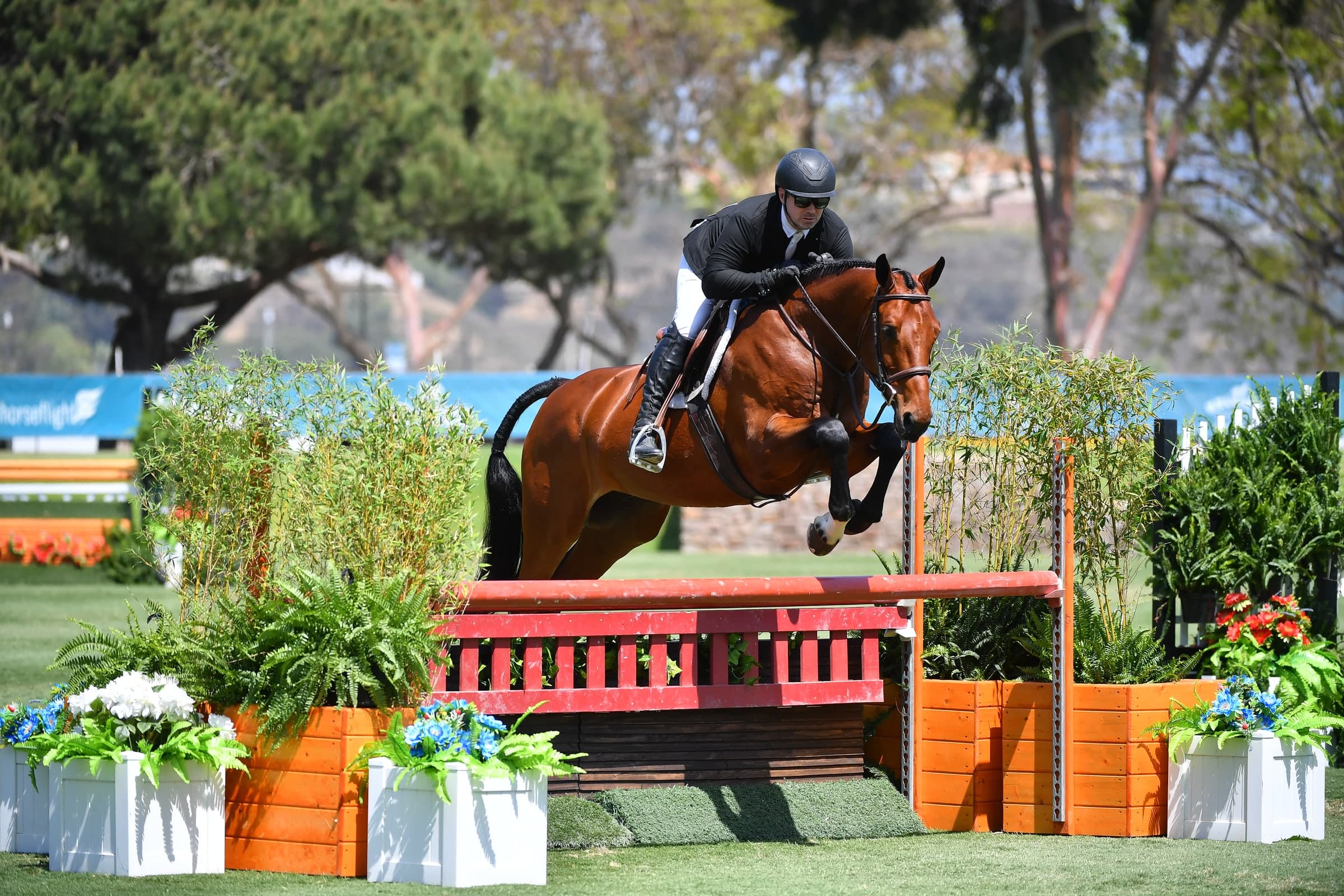 Hakuna Matata Batilly, a bay hunter, jumping a red fence lined with flower boxes under a rider in a dark coat