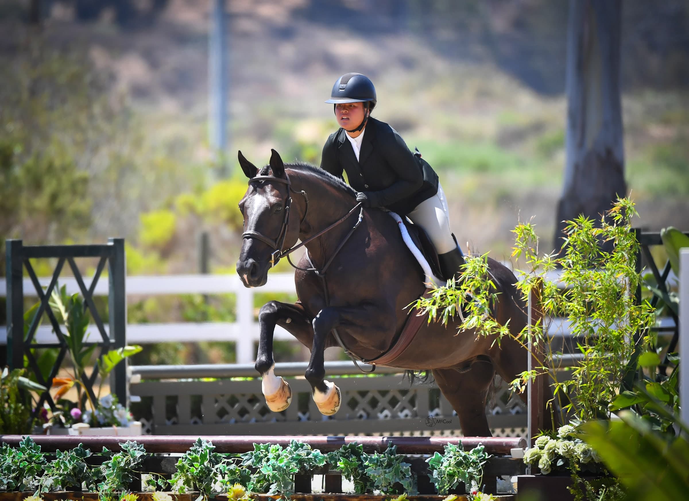 Caryle, a dark bay, jumping a hunter fence trimmed with greenery