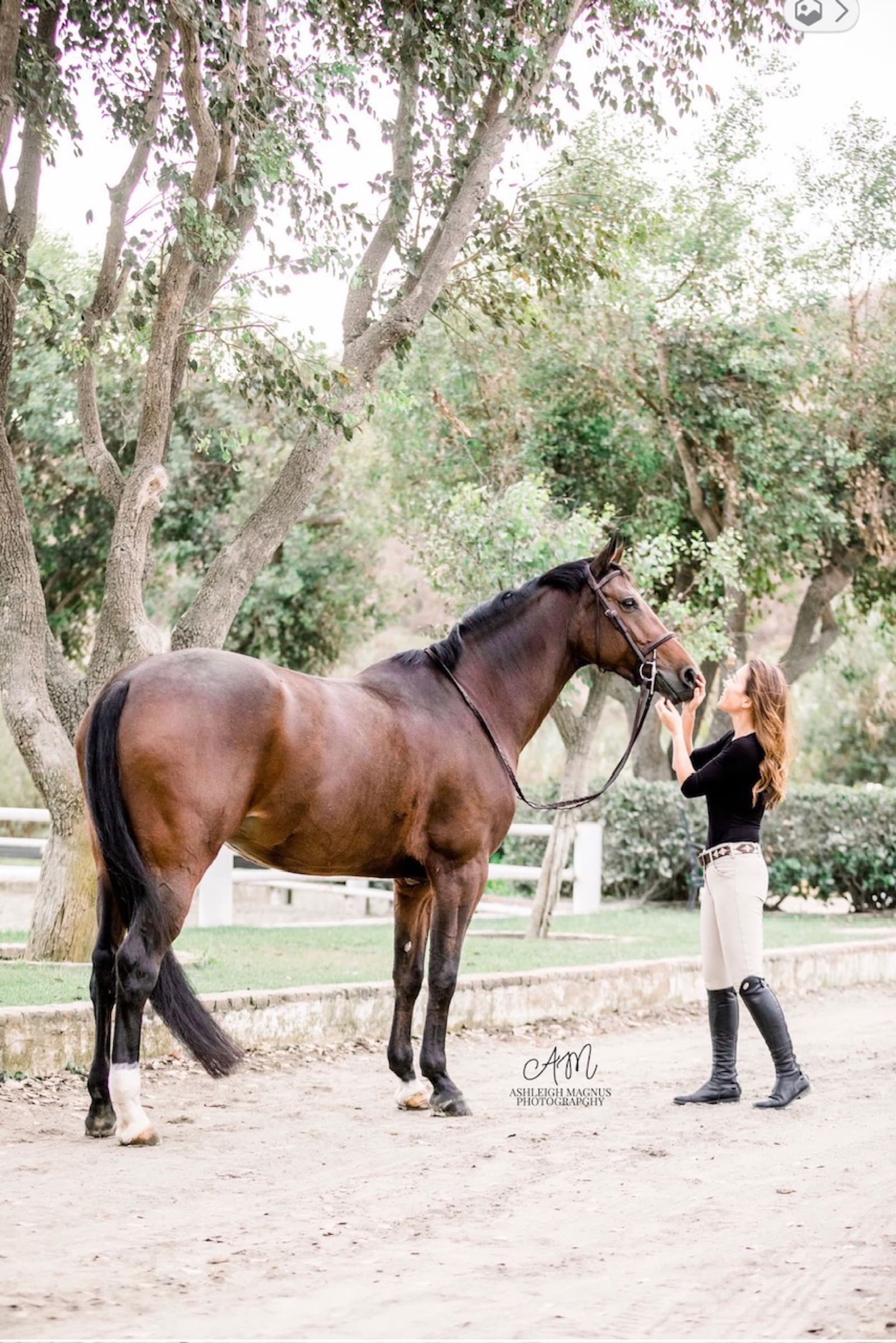 Phee standing in hand beneath the trees, a rider at its head