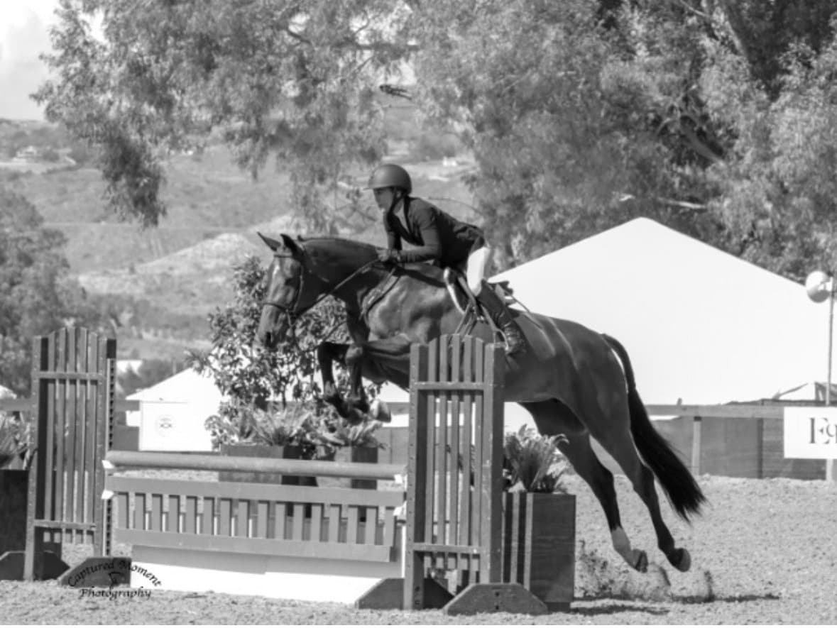 Phee jumping a wooden gate fence at a show, in black and white